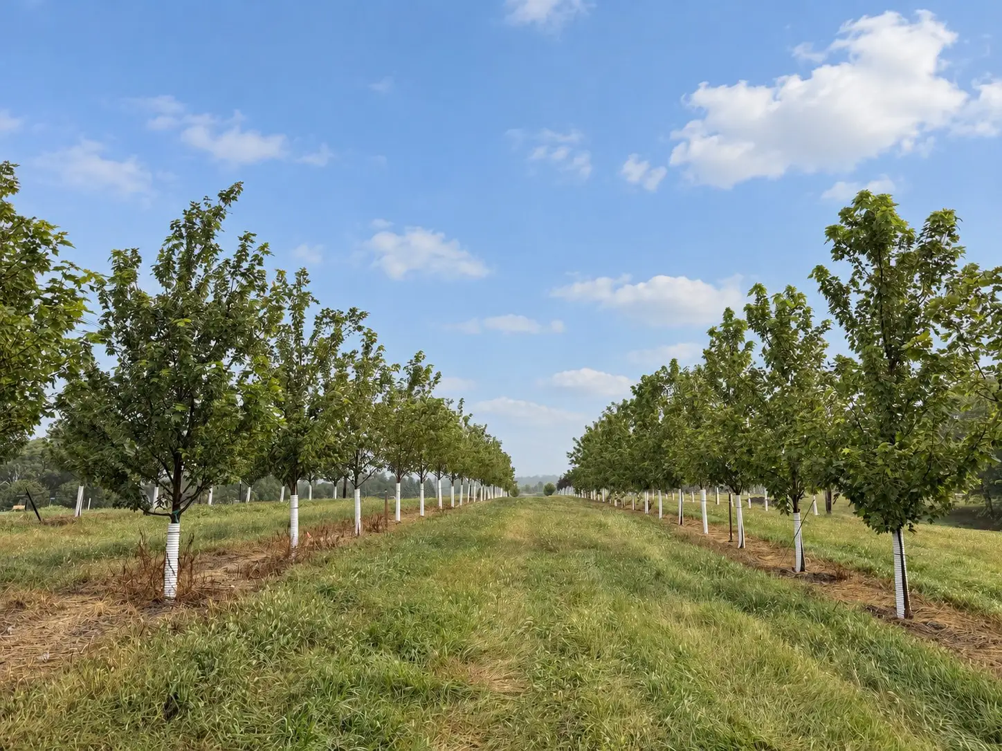 Looking straight down a mown corridor between two rows of young maples